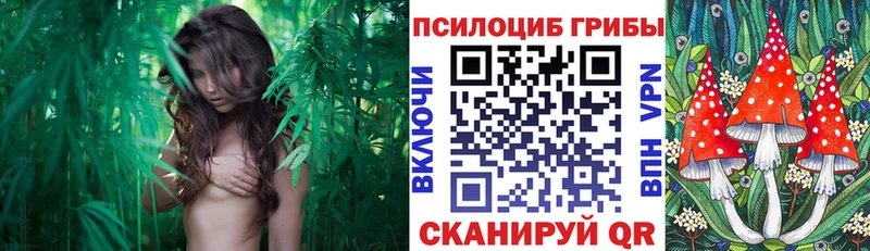 ОМГ ОМГ ссылка  Богородск  Галлюциногенные грибы Psilocybe  наркошоп 